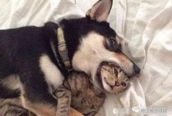 徒弟爆料狗磊视频大全集,徒弟爆料背后的精彩瞬间