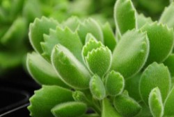 树叶最新爆料视频播放,精彩瞬间一网打尽